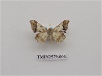藏品(尺蛾89)的圖片